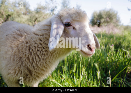 Schafe auf der Wiese, Peloponnes, Griechenland, Europa. Stockfoto