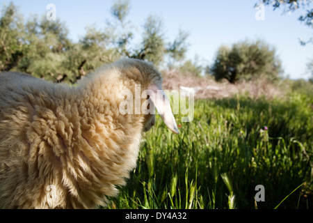 Schafe auf der Wiese, Peloponnes, Griechenland, Europa. Stockfoto