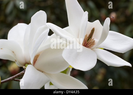Großen weißen Blüten der Magnolie 'David Clulow' in einem Cornish Garten Stockfoto