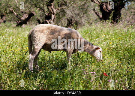 Schafe auf der Wiese, Peloponnes, Griechenland, Europa. Stockfoto