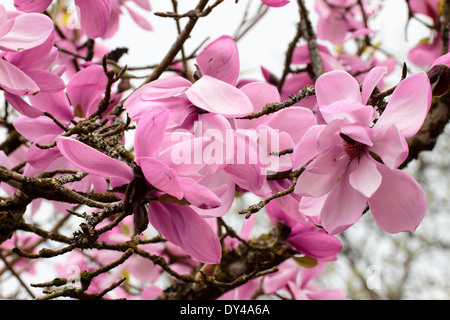 Massierten Blumen Frühling blühende Magnolie Sprengeri Var Diva "Burncoose lila" Stockfoto