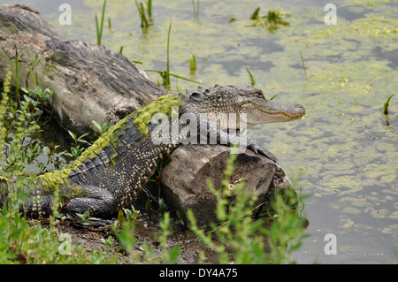 Alligator Moos abdecken Rücken ruht Vorderpfoten auf Log lächelnd Stockfoto