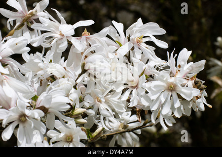 Blumen der Kleinbaum Magnolia Stellata "Centennial" Stockfoto