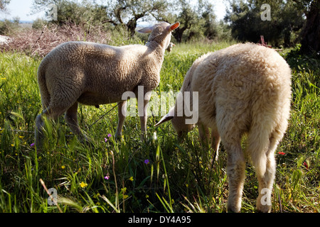 Schafe auf der Wiese, Peloponnes, Griechenland, Europa. Stockfoto