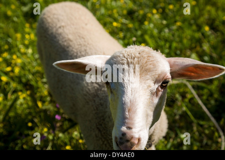 Schafe auf der Wiese, Peloponnes, Griechenland, Europa. Stockfoto