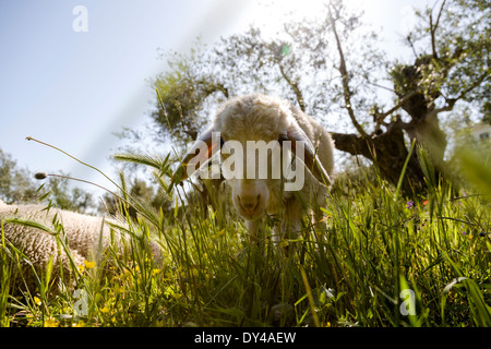 Schafe auf der Wiese, Peloponnes, Griechenland, Europa. Stockfoto