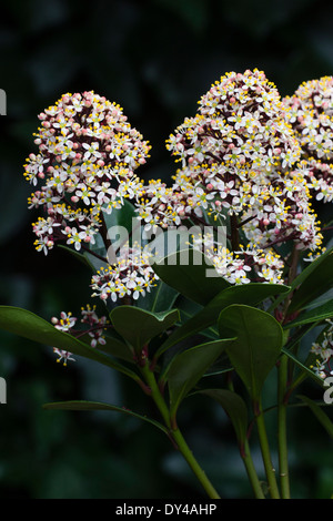 Männliche Blüten des roten treibt Immergrün, Skimmia Japonica 'Rubella' Stockfoto
