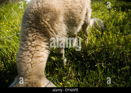 Schafe auf der Wiese, Peloponnes, Griechenland, Europa. Stockfoto