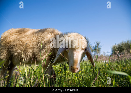 Schafe auf der Wiese, Peloponnes, Griechenland, Europa. Stockfoto