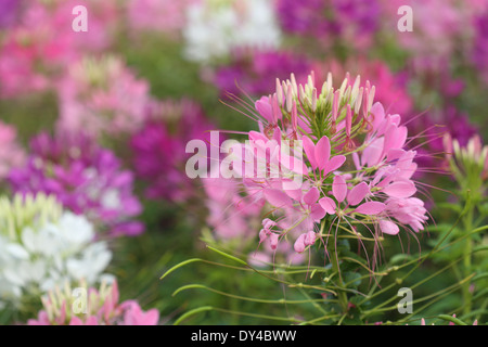 schöne Spinne Blume in voller Blüte (Cleome Hassleriana) Stockfoto