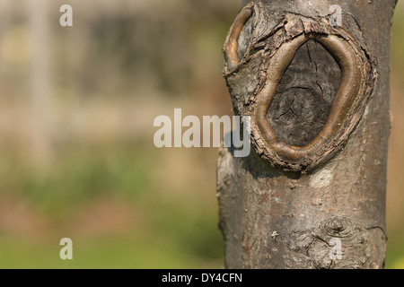 Schneiden Sie Zweig stumpf auf Crab Apple Baum gemalt, um den Stamm von Pilzbefall zu bewahren Stockfoto