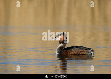 Great crested Grebe, Podiceps Cristatus, einziger Vogel auf dem Wasser, Shropshire, März 2014 Stockfoto