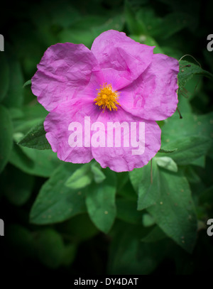 Weich behaarte Zistrose Cistus Creticus vertikale. Rosa Wildblumen native rund um das Mittelmeer. Stockfoto