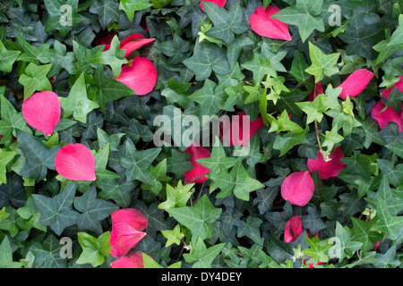 Hintergrund mit alten und neuen grünen Efeu ranken (Hedera Helix) und gefallenen kontrastierende rosa Magenta Kamelie Blütenblätter. Stockfoto