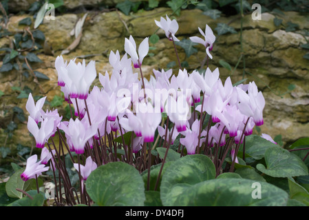 Rosa und weiße Alpenveilchen, Cyclamen Persicum, Native im östlichen Mittelmeer, Rhodos, Kreta, Libyen. Stockfoto