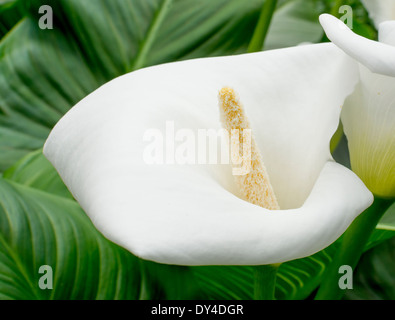 Weiße Calla Lilie Nahaufnahme. Weiße Calla Nahaufnahme mit Pollen auf Stempel, umgeben von grünen Blättern. Stockfoto