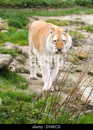 Diamant, vernetzten eine Bengal Tiger in der Isle Of Wight Zoo. Diamanten-Eltern sind Träger des weißen Gens. Stockfoto