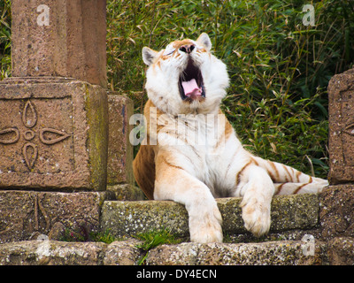 Diamant, vernetzten eine Bengal Tiger in der Isle Of Wight Zoo. Diamanten-Eltern sind Träger des weißen Gens. Stockfoto