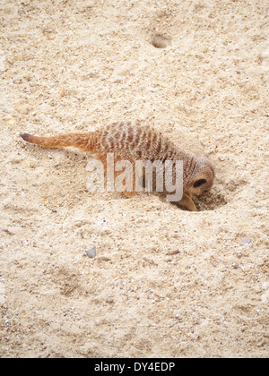 Ein Erdmännchen (Suricata Suricatta) in den Wüstensand Graben Stockfoto