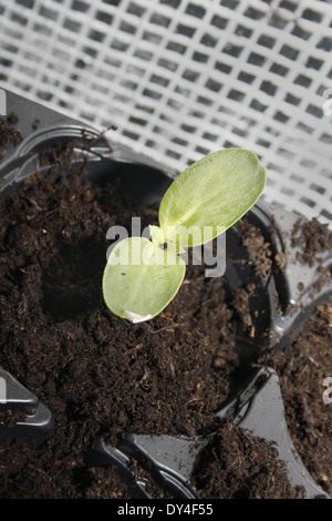 Riesen Sonnenblumen wachsen auf in Töpfen Helianthus annuus Stockfoto