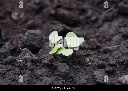 Rettich'scarlet Globe' Sämling in Gemüse Patch Raphanus sativus Stockfoto