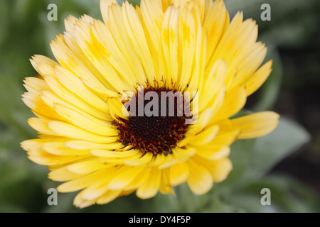 Nahaufnahme der Blüte Ringelblume Calendula officinalis Stockfoto