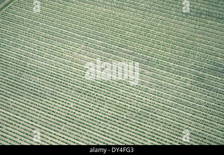 Blick über Weinberge und Farm Land, ursprünglich Sumpfland und Feuchtgebiete. Camargue, Frankreich Stockfoto