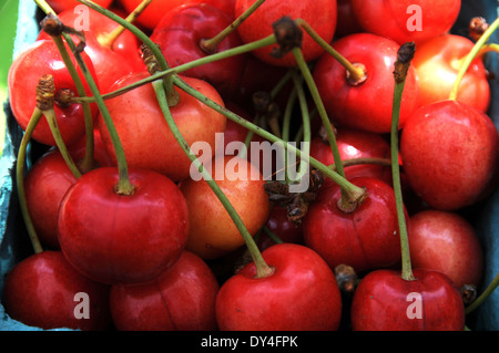 Kirschen sauer auf Verkauf am Bauernmarkt Stockfoto