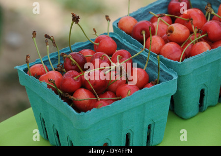 Kirschen sauer auf Verkauf am Bauernmarkt Stockfoto