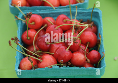 Kirschen sauer auf Verkauf am Bauernmarkt Stockfoto