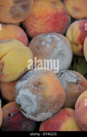Eine schlechte Charge von Verschimmelten Peached an ein Bauernmarkt Stockfoto