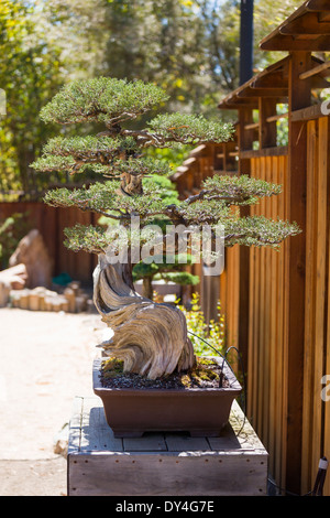 California-Wacholder-Bonsai-Baum auf dem Display außerhalb. Stockfoto