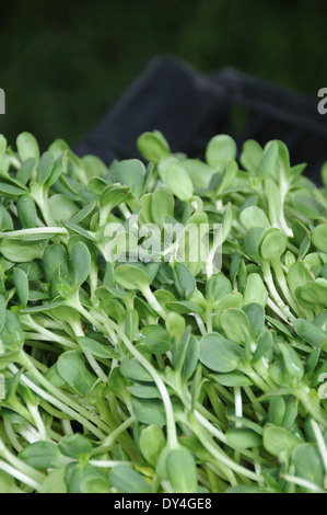 Sonnenblume Sprossen im Verkauf bei Farmers Market Stockfoto