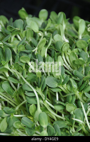 Sonnenblume Sprossen im Verkauf bei Farmers Market Stockfoto