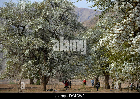 Zhongwei, Chinas autonomen Region Ningxia Hui. 6. April 2014. Touristen anzeigen die blühende Birnenbäume in Zhongwei, Nordwesten Chinas autonomen Region Ningxia Hui, 6. April 2014 © Li Ran/Xinhua/Alamy Live-Nachrichten Stockfoto