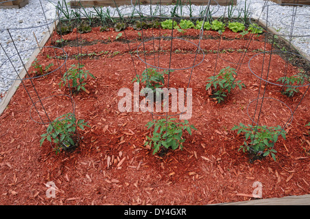 Tomatenpflanzen im Gemeinschaftsgarten Stockfoto