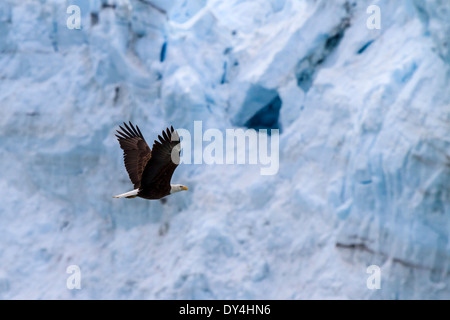 Weißkopf-Seeadler fliegen von Margerie-Gletscher, Glacier Bay Nationalpark, Alaska Stockfoto