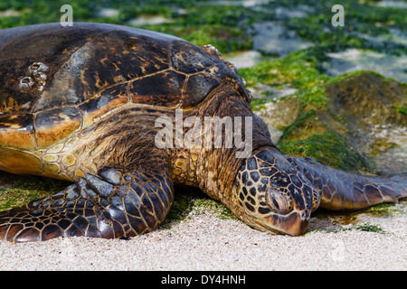 Green Sea Turtle, Laniakea Beach, Oahu, Hawaii Stockfoto
