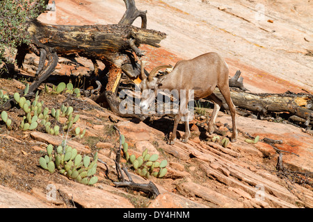 Wüste Bighorn Schafe, Zion Nationalpark, Utah Stockfoto