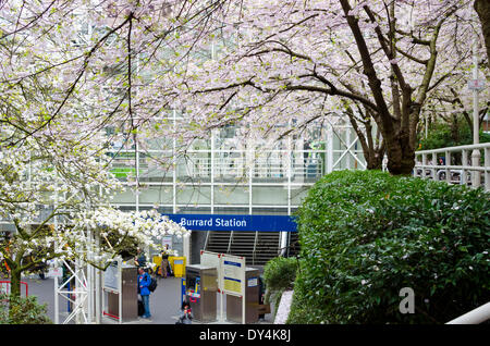 VANCOUVER, BC, Kanada - 6. April 2014. Eine Feder Anzeige der Kirschblüten schmücken die Bäume rund um die Burrard Skytrain Station in der Innenstadt von Vancouver. Credit: Maria Janicki/Alamy Stockfoto