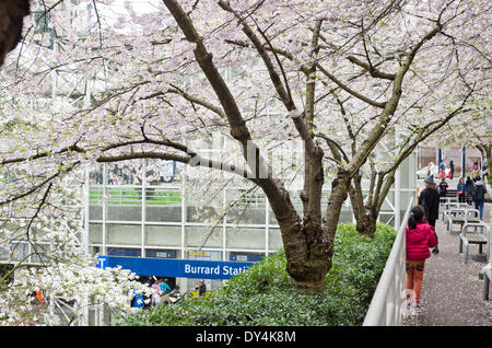 Die blühenden Kirschbäume im Frühling ziehen Besucher an den Burrard Skytrain-Bahnhof in der Innenstadt von Vancouver, BC. Stockfoto