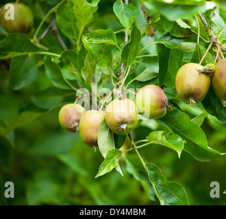 eine enge Schuss Äpfel wachsen auf einem Baum noch Gree mit ein wenig Farbe Stockfoto