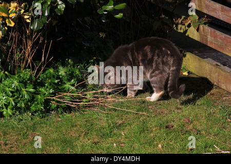 Tabby Katze schnüffeln Pflanze im Garten Stockfoto