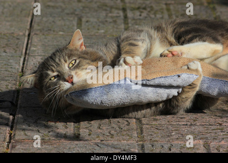 Graue Katze spielt mit Zierfisch Stockfoto