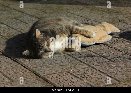 Graue Katze schlafen mit Zierfisch Stockfoto