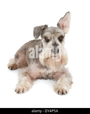 Süße Zwergschnauzer isoliert auf weißem Hintergrund Stockfoto