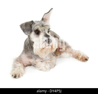 Süße Zwergschnauzer isoliert auf weißem Hintergrund Stockfoto