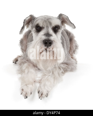 Süße Zwergschnauzer isoliert auf weißem Hintergrund Stockfoto