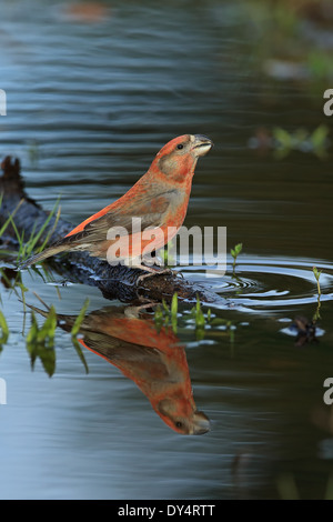 Papagei Fichtenkreuzschnabel (Loxia Pytyopsittacus) Stockfoto
