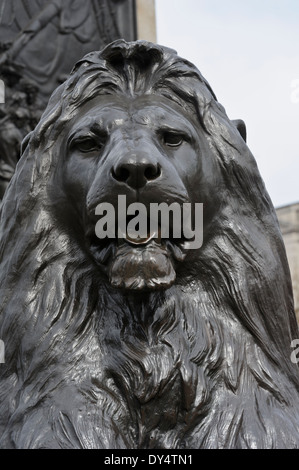 Riesiger Löwe aus Bronze Skulptur an der Basis der Nelson Säule, Trafalgar Square, London, England, Vereinigtes Königreich. Stockfoto